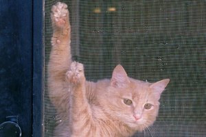 The Family Pet Climbing the Screen