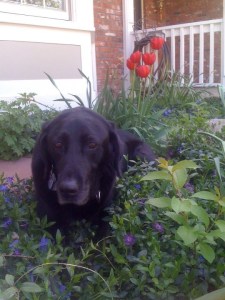 At Home in the Periwinkle Madison the Dog