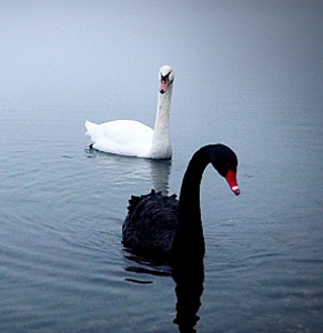 black-swan